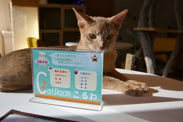荻窪 Catroomこるね 1st 猫山細道の猫カフェ写真館 荻窪 Catroomこるね 1st 猫山細道の猫カフェ写真館