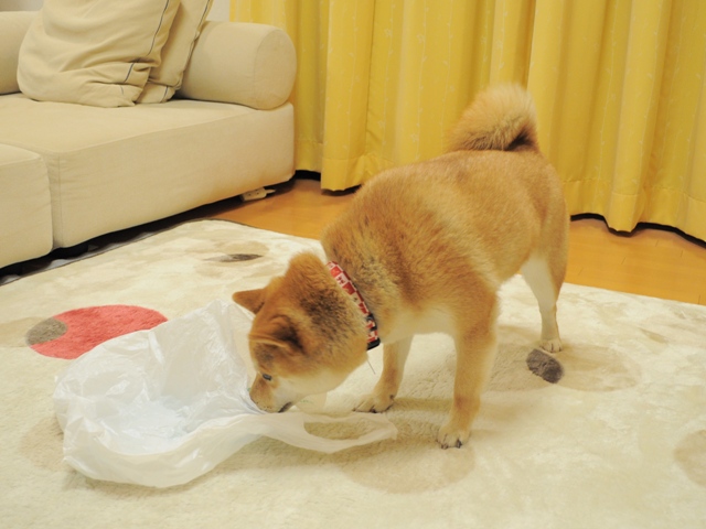 昨日より今日、今日より明日。_a0126590_6475842.jpg