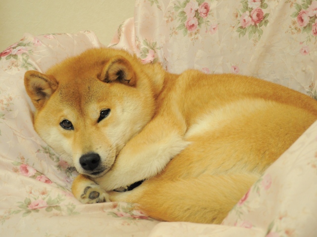 昨日より今日、今日より明日。_a0126590_8444910.jpg