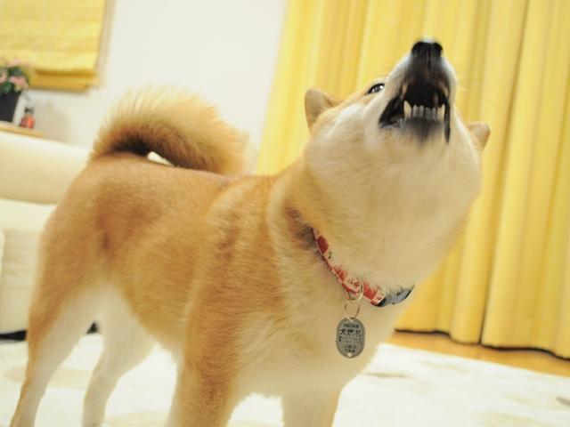 昨日より今日、今日より明日。_a0126590_9115413.jpg