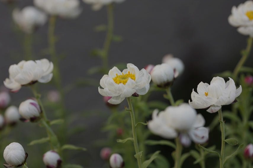 花の名前に魅せられて はなかんざし そよ風のつぶやき 花の名前に魅せられて はなかんざし そよ風のつぶやき