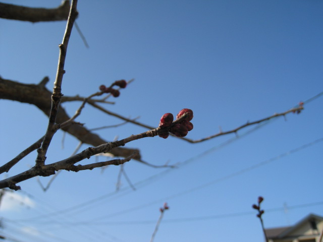 e0046206_1330501.jpg