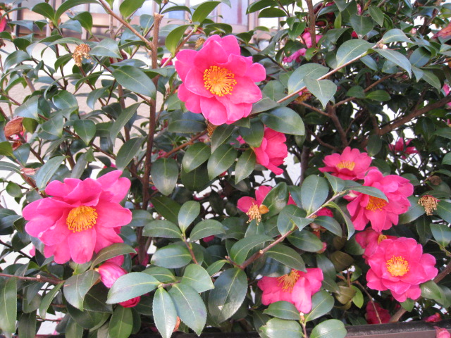 e0046206_133120100.jpg