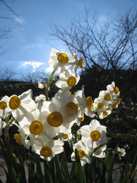 1月24日　　　佐久間ダムの水仙祭り・具沢山のお汁_c0067508_2054628.jpg