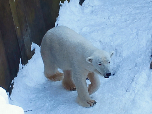 円山動物園、何事もなく平和_a0151913_2301790.jpg