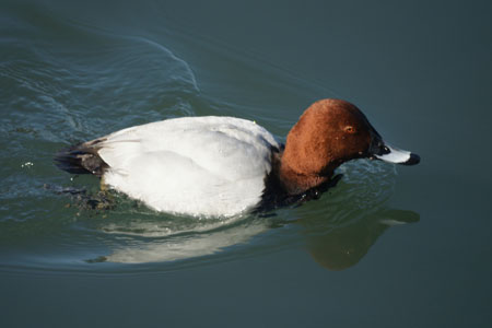     　　   　　　  　　　    　　　　　　　　　   　　 　　　　　 【　　宇治の冬鳥に会いに　　】_d0099420_212288.jpg