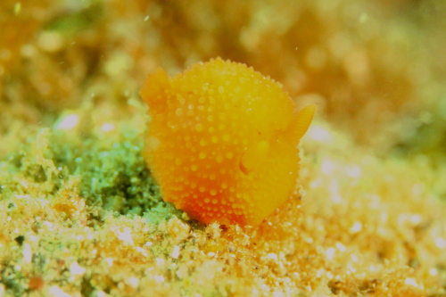 c0034029_186445.jpg
