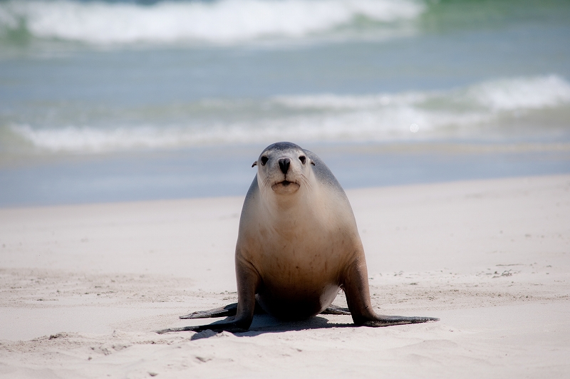 カンガルー島　シールベイ_f0050534_9171869.jpg