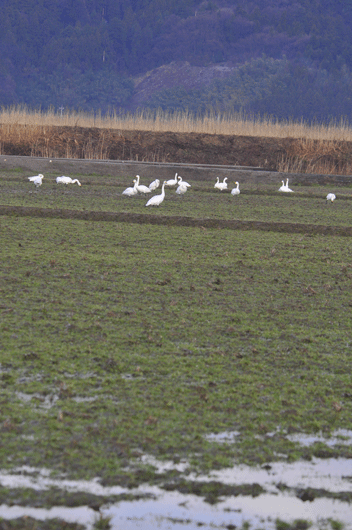 c0093046_15401815.gif