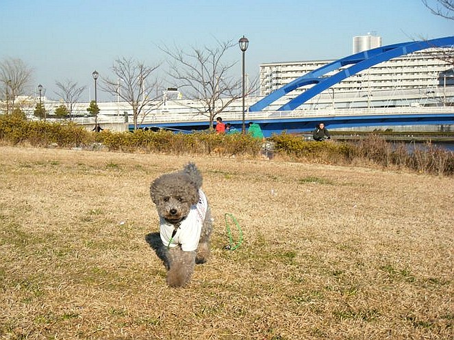 隅田川沿いの公園_e0129656_21442617.jpg