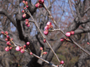 冬の総合公園と目久尻川_b0158170_2153427.gif