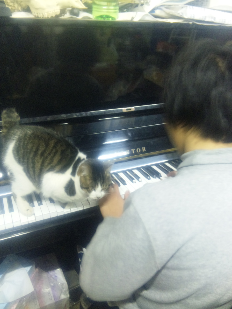 又々ピアノ猫♪_e0141084_1753042.jpg