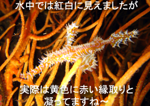 竜宮城~♪_f0144385_4105375.jpg