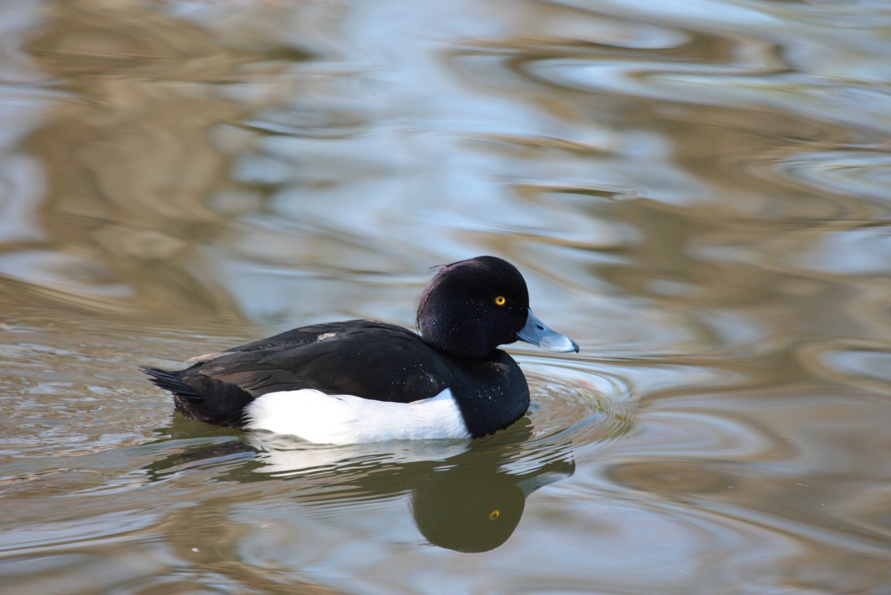 【2010年石神井公園の鳥達（１）】_e0167295_22341352.jpg