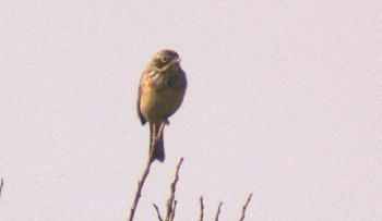 c0059002_0432.jpg