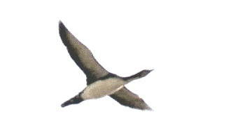 c0059002_5444587.jpg