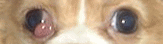 d0104209_21521152.gif