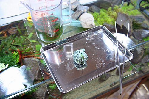 南米モスボールを作る 水と