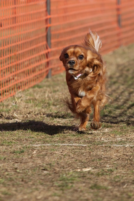 DOG TIME RACE_a0064918_18125751.jpg