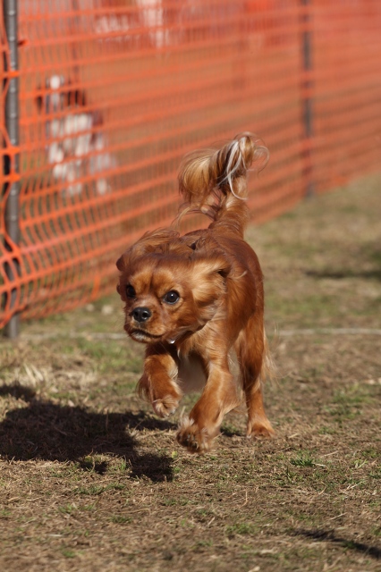 DOG TIME RACE_a0064918_181321.jpg