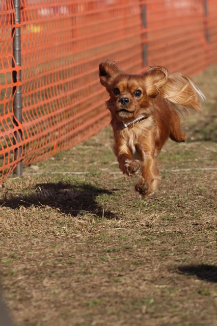 DOG TIME RACE_a0064918_18141254.jpg