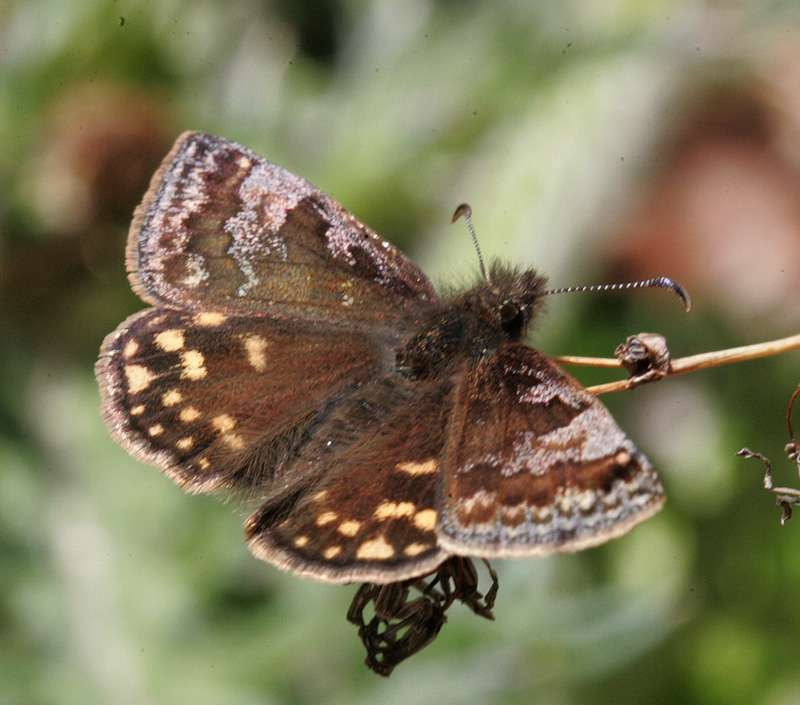 ミヤマセセリ Erynnis montanus_f0161823_16195022.jpg