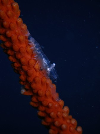 10.1.25 この土日(Dasycaris symbiotes等)_b0100730_2171690.jpg