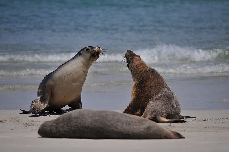 カンガルー島　シールベイ　２_f0050534_1048436.jpg