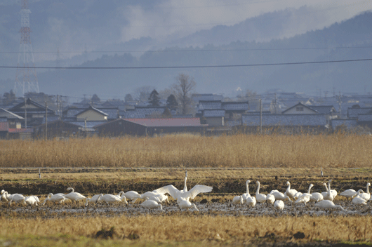 白鳥の里にて(2)_c0093046_0202879.gif