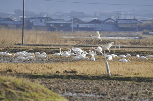 白鳥の里にて(2)_c0093046_0204599.gif