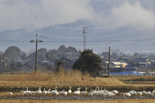 白鳥の里にて(2)_c0093046_021590.gif