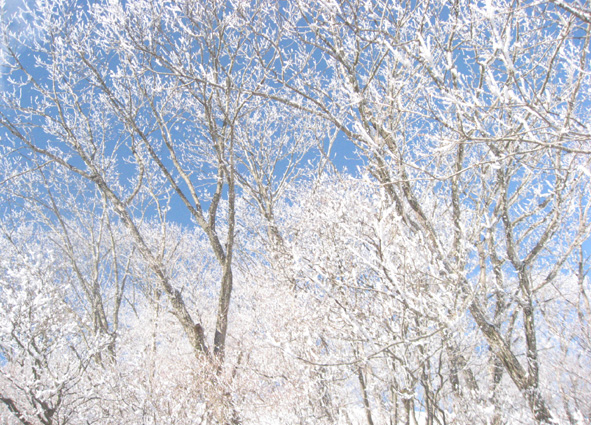 雪の華_d0129249_10524198.jpg