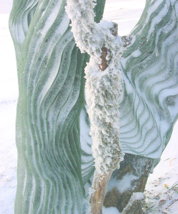 雪の華_d0129249_10531462.jpg