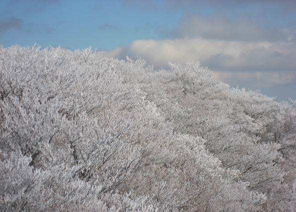 雪の華_d0129249_10551675.jpg