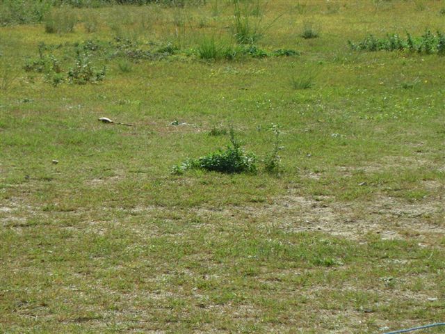 f0046250_1184286.jpg