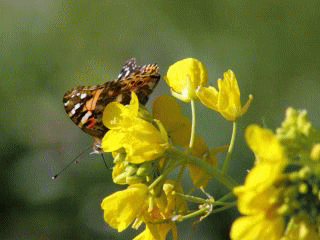 b0120968_17162493.gif