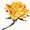 c0201080_20155531.gif