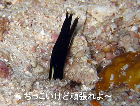 極寒から常夏へ♪_f0144385_001822.jpg