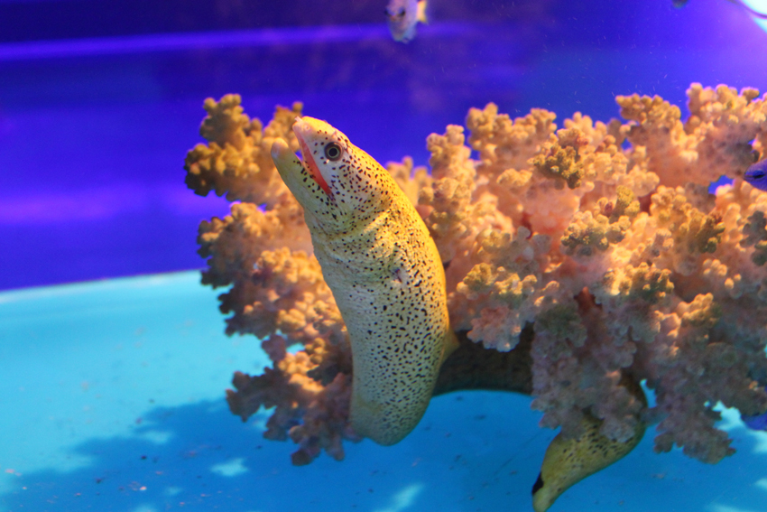 東京タワー水族館_c0199589_21431057.jpg