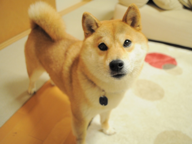 プレゼントはかぼちゃん!_a0126590_22383298.jpg