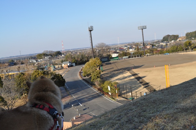 頑張れ、かぼ父さん!_a0126590_4079.jpg