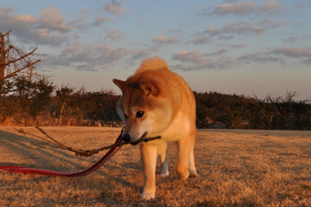 頑張れ、かぼ父さん！_a0126590_41187.jpg