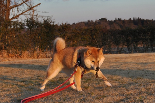 頑張れ、かぼ父さん!_a0126590_412082.jpg