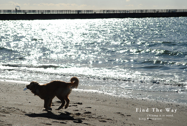 【犬的散歩日和】千葉・検見川の浜　１／２_f0054594_51176.jpg