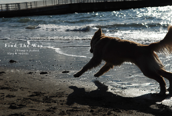 【犬的散歩日和】千葉・検見川の浜　１／２_f0054594_522349.jpg