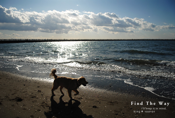 【犬的散歩日和】千葉・検見川の浜　１／２_f0054594_52695.jpg