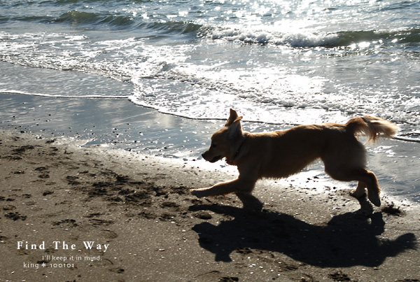 【犬的散歩日和】千葉・検見川の浜　１／２_f0054594_533648.jpg