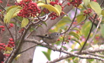 c0059002_2238489.jpg