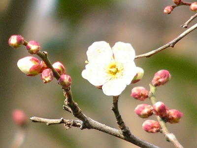 a0123003_13323246.jpg