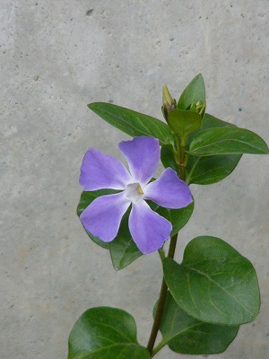 a0123003_1338365.jpg